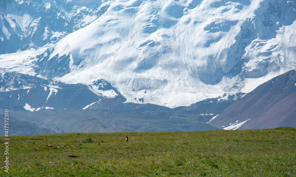alpine meadow in the mountains with marmots in front of glacier 