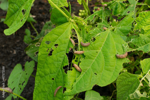 Snails, slugs or brown slugs destroy plants in the garden