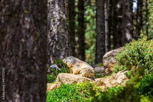 Marmot, groundhod (Marmota marmota) in Cerdagne, Pyrenees, France © Alberto Gonzalez 