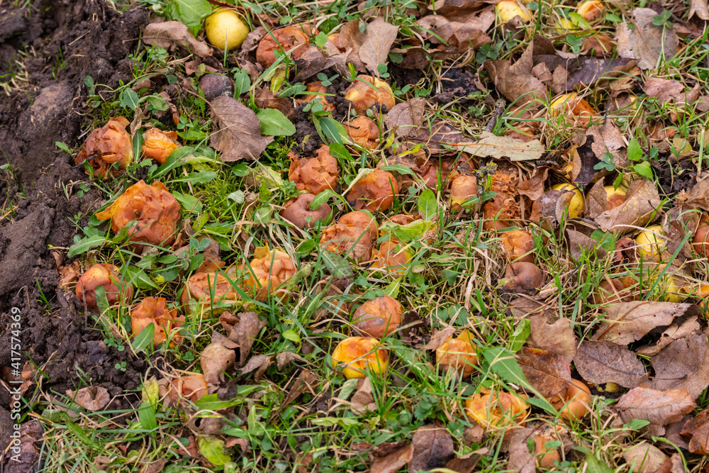 Rotten apples in a compost pile. How to Build a Natural Compost Pile Rotten apples in a compost pile. How to Build a Natural Compost Pile
