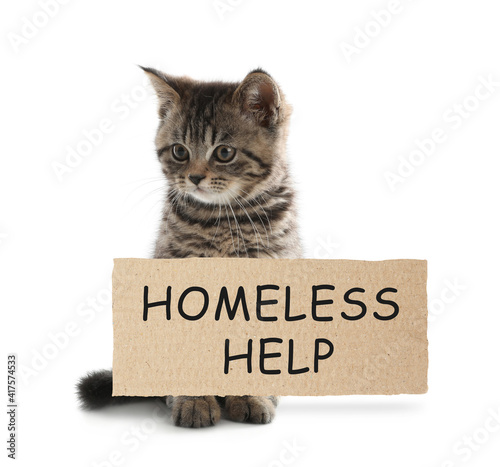 Cute kitten and piece of cardboad with text Homeless Help on white background. Lonely pet