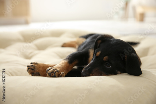 Cute little puppy lying on soft pillow indoors © New Africa