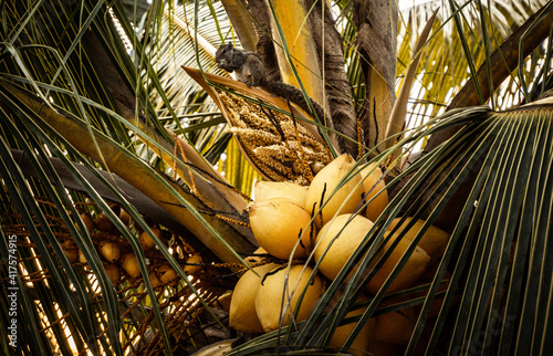 Wiewiórka jedząca orzech na palmie kokosowej. #417574915