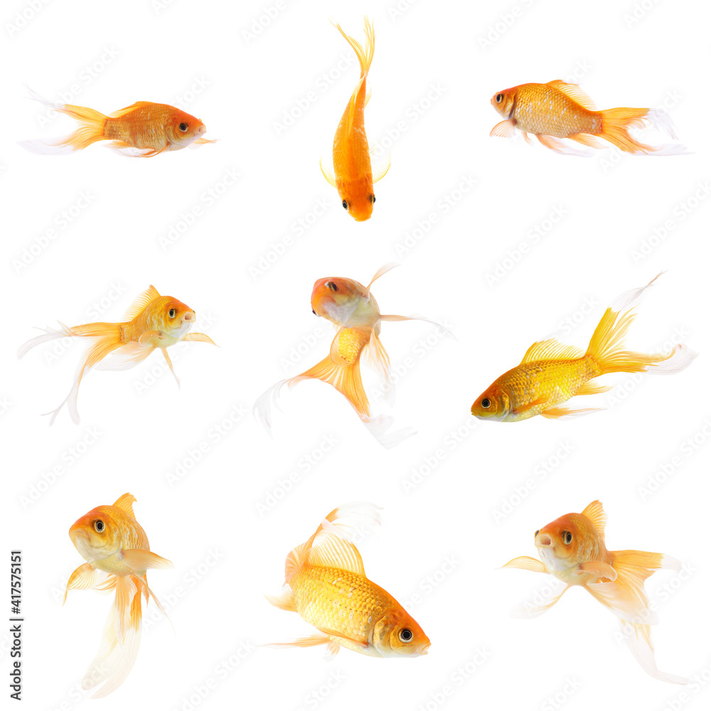 Beautiful bright small goldfish on white background, collage
