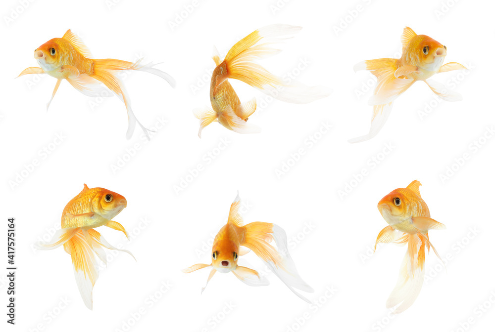 Fototapeta premium Beautiful bright small goldfish on white background, collage