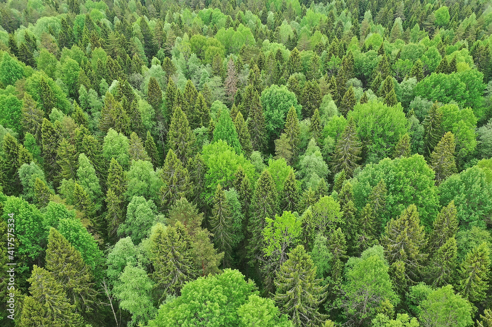 forest top view, landscape panorama view of summer forest with quadrocopter aerial view forest top view, landscape panorama view of summer forest with quadrocopter aerial view