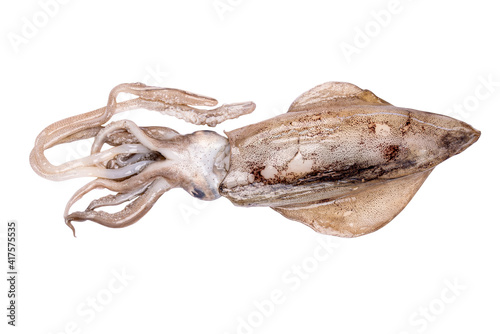 Australian squid set on a white background backdrop.