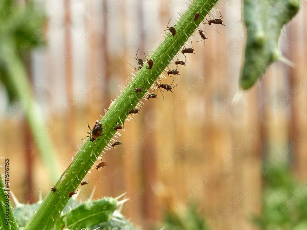 Naklejka premium Aphid Infestation Of Garden Plants