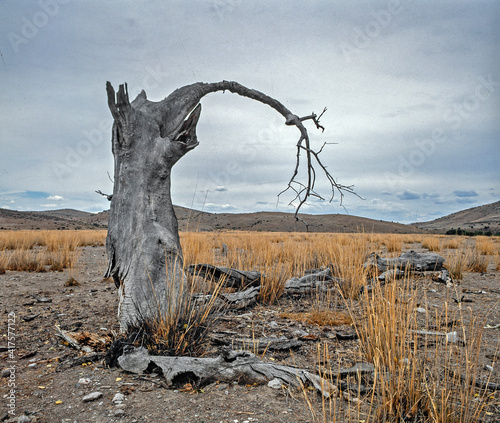 Lonely death tree in the desert New Mexico.