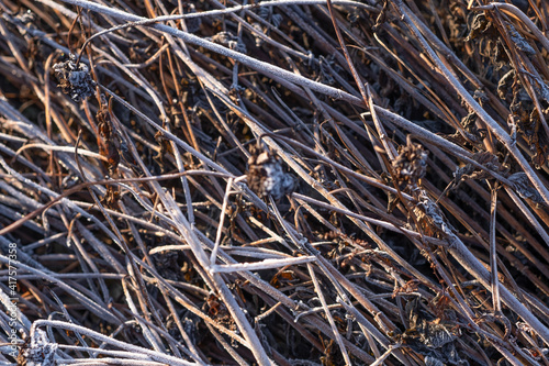 Canvas Print Stack of twigs in the sunlight with ice