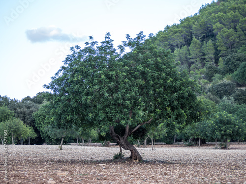 nature park near Campanet, Ses Fonts Ufanes, Ses Ufanes, majorca, spain photo