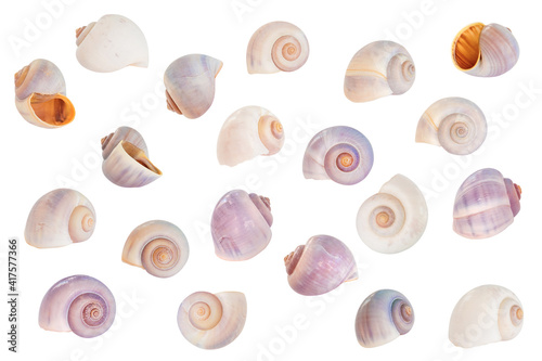 Seashells different form. Ocean clip art kit on white background