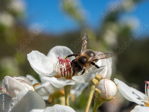 Bee collecting pollen from white pear flowers. Flowering branch in sunlight with blue sky background. Flowering fruit tree. Bee with pollen in the claws.