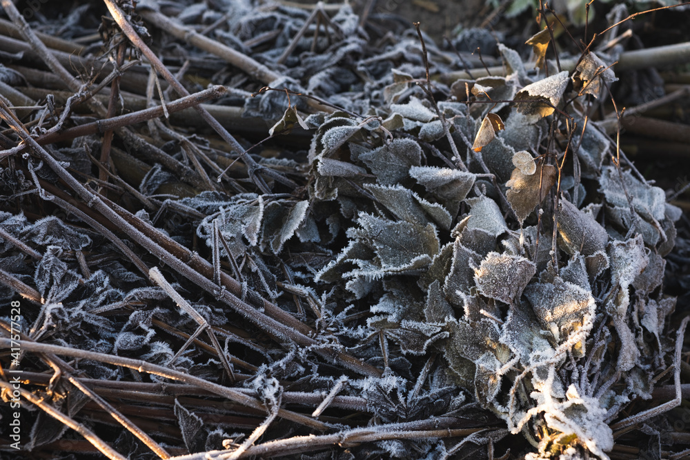Old heap of leaves in winter.How to build compost in winter.