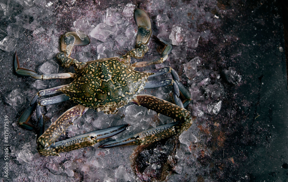 Raw crab with claws on ice cubes