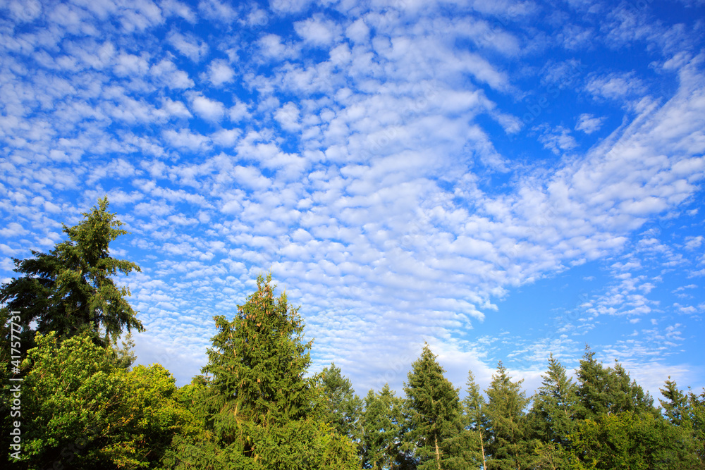 Summer landscape of green trees with bright clouds sky Summer landscape of green trees with bright clouds sky