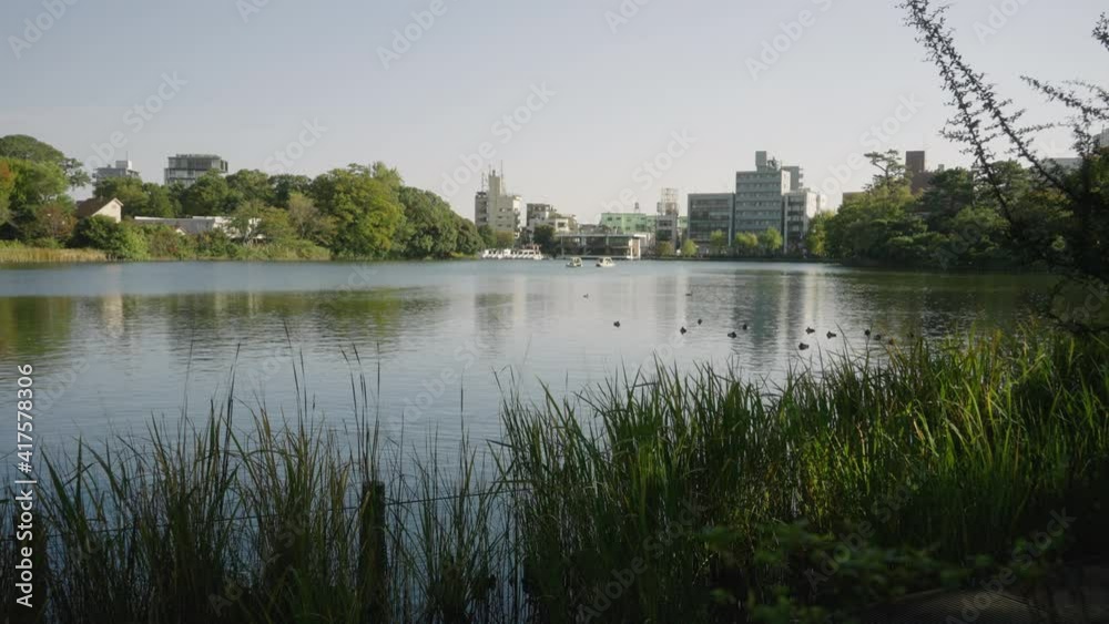 Ducks On Serene Pond With Cityscape In Background At Senzokuike Park In Tokyo, Japan. - Static Wide Shot Ducks On Serene Pond With Cityscape In Background At Senzokuike Park In Tokyo, Japan. - Static Wide Shot