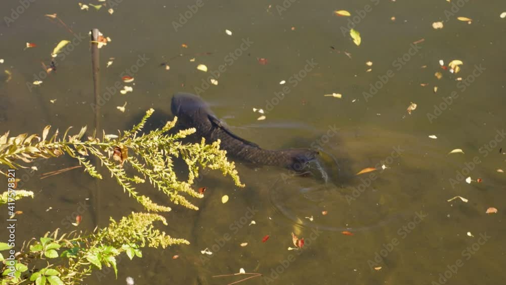 Wild Black Scaled Koi Carp Swimming In A Pond During Daytime In Tokyo, Japan. - Tracking Shot Wild Black Scaled Koi Carp Swimming In A Pond During Daytime In Tokyo, Japan. - Tracking Shot
