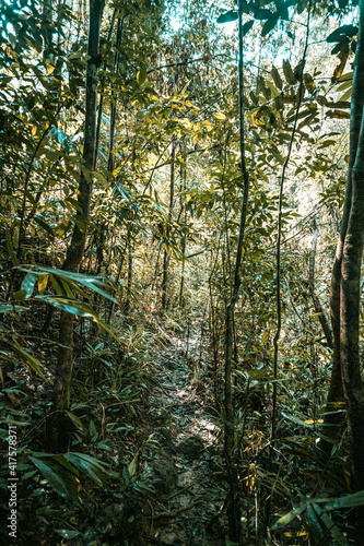 Naturalny krajobraz dżungli tropikalnej, las deszczowy, zielone tło.