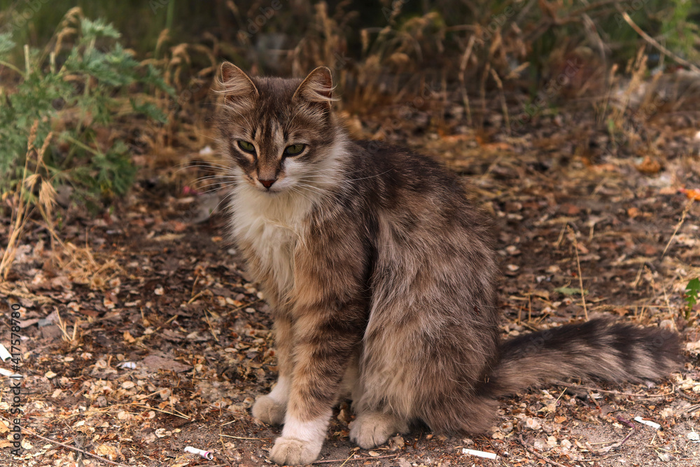 A beautiful gentle, fluffy slender cat sits outside in the leaves and waits for the spring warmth.