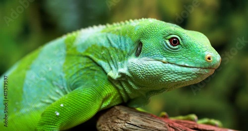 Lau banded iguana (Brachylophus fasciatus) is an arboreal species of lizard endemic to the Lau Islands of the eastern part of the Fijian archipelago.