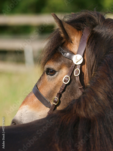 Exmoor Stallion