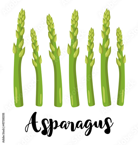 Green Asparagus colorful vector illustration for vegan, organic diet books or menu. Vector spring elements for cards, banners, posters, mug, scrapbooking, pillow case, phone cases and clothes design. 