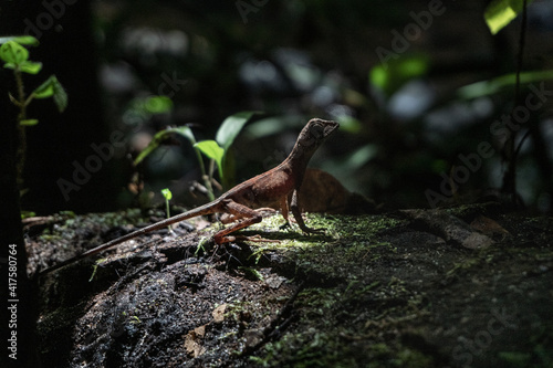 Brązowa jaszczurka na kamieniu, na tle deszczowego lasu.
