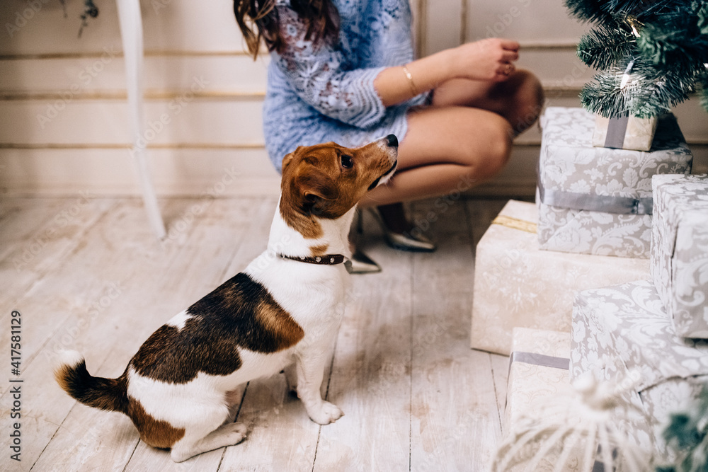 Obraz premium jack russell sits on the floor near his master's feet