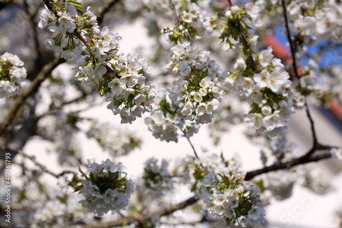 Flowers of the cherry blossoms on a spring day