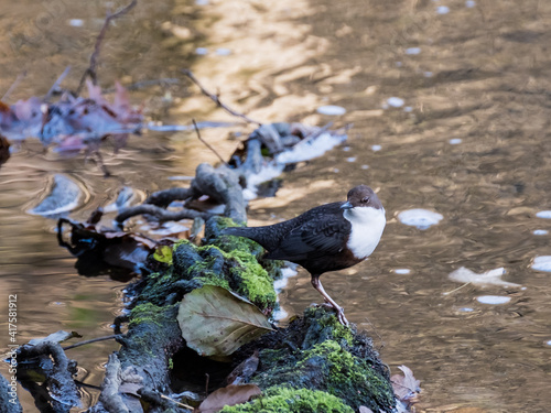 Wasseramsel in einem Bach photo