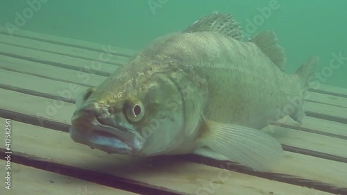Pikeperch on a wooden diving platform while diving in a lake photo