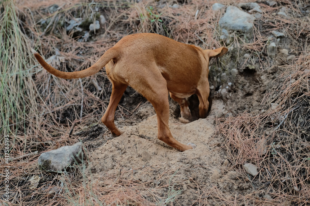 Andalusian dog in the camp (campeo de perrps Podencos andaluz) Andalusian dog in the camp (campeo de perrps Podencos andaluz)