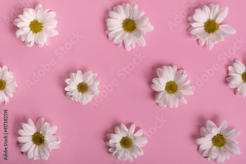 White flowers pattern on pink background. Daisy margareta flat lay minimal concept