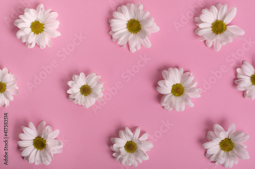 White flowers pattern on pink background. Daisy margareta flat lay minimal concept photo