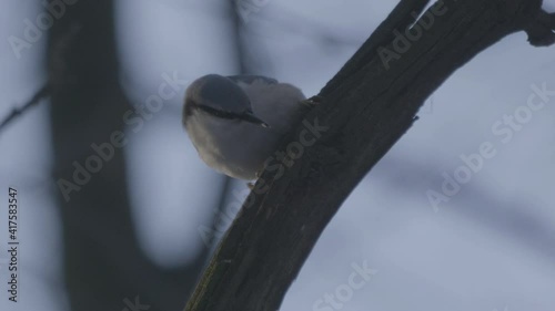 Beautiful bird nuthatch winter earn their food from under the bark of a tree. photo