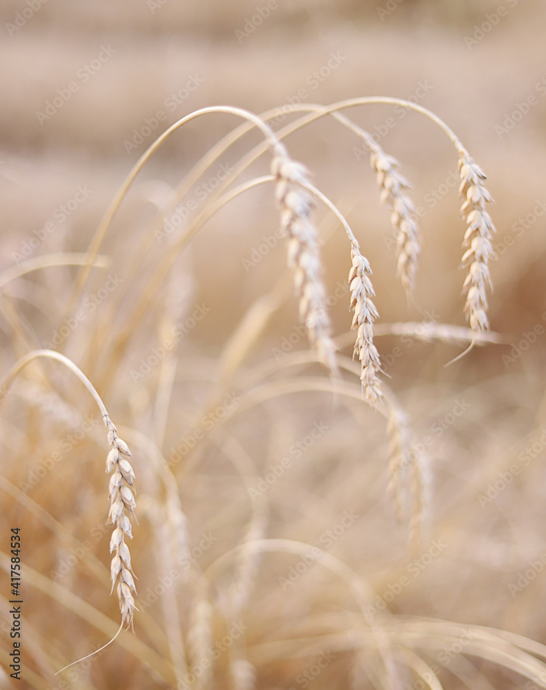 Obraz premium golden wheat field