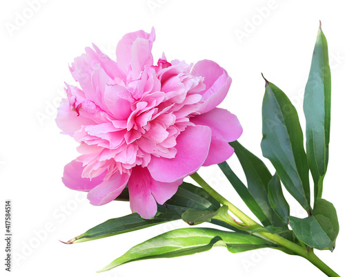 Pink lush open peony, without background