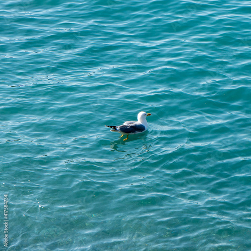seagull swimming in the sea