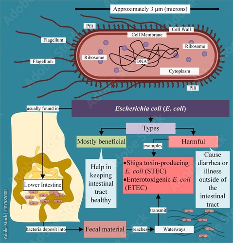 Valokuva Escherichia coli (E