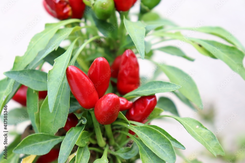 Chilli pepper plant. Red hot pepper.
Chilli pepper plant. Red hot pepper.