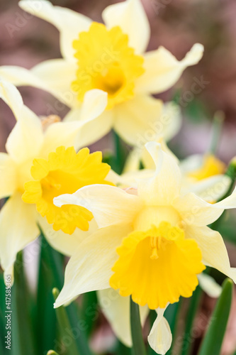 Beautiful yellow daffodil flowers. Springfield daffodil flowers. Nature, spring or summer background. Yellow background. Spring or summer season. Soft flower background.