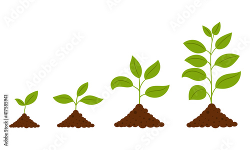 Gradual growth of the plant. The scheme from the sprout to the adult plant. A simple deciduous plant. Botanical vector illustration, isolated on a white background.
