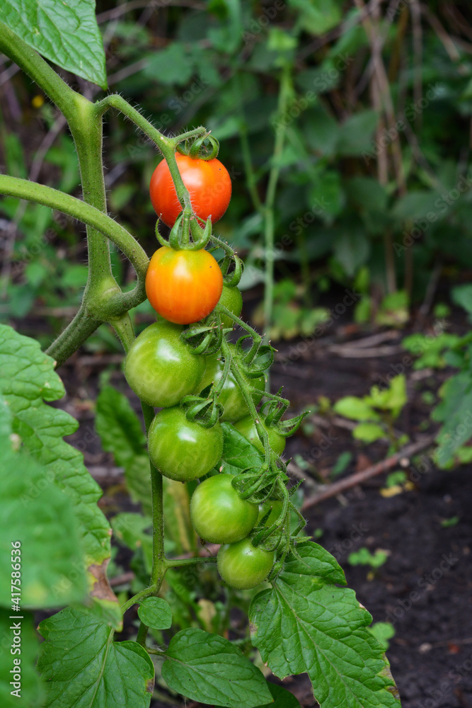 Cherry tomatoes ripen on tomato plant in vegetable garden.