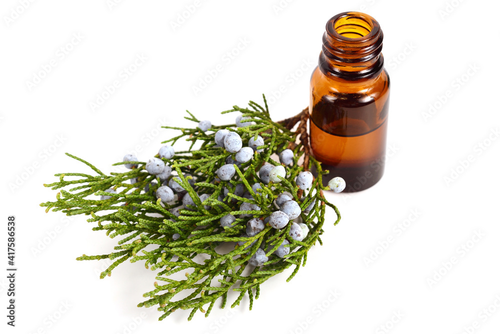 Juniper (Juniperus Sabina) Essential Oil Extract in a Bottle with Twigs with Berries (Cones). Known as Savin Juniper. Isolated on White.