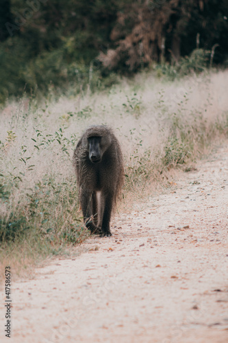 A male baboon walking along the road in the african bushveld