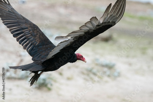 The Turkey vulture (Cathartes aura)