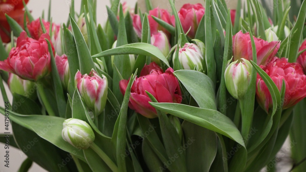 Fototapeta premium Close-up of white and pink tulips (Flash Point) for banner