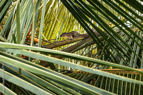 Wiewiórka na gałęzi palmy kokosowej.