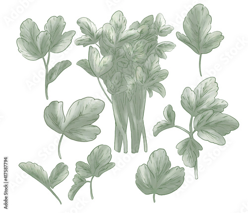長命草　イラスト